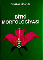 Bitki morfologiyası